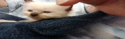 Ragdoll cats for sale: GCCF Registered ragdoll kittens available 28 Aug.  in Lincoln - Advert 31