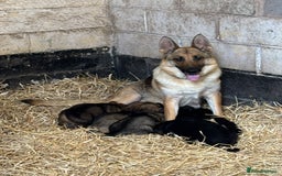 German Shepherd dogs for sale: Iris - Forever Home Needed - Image 4