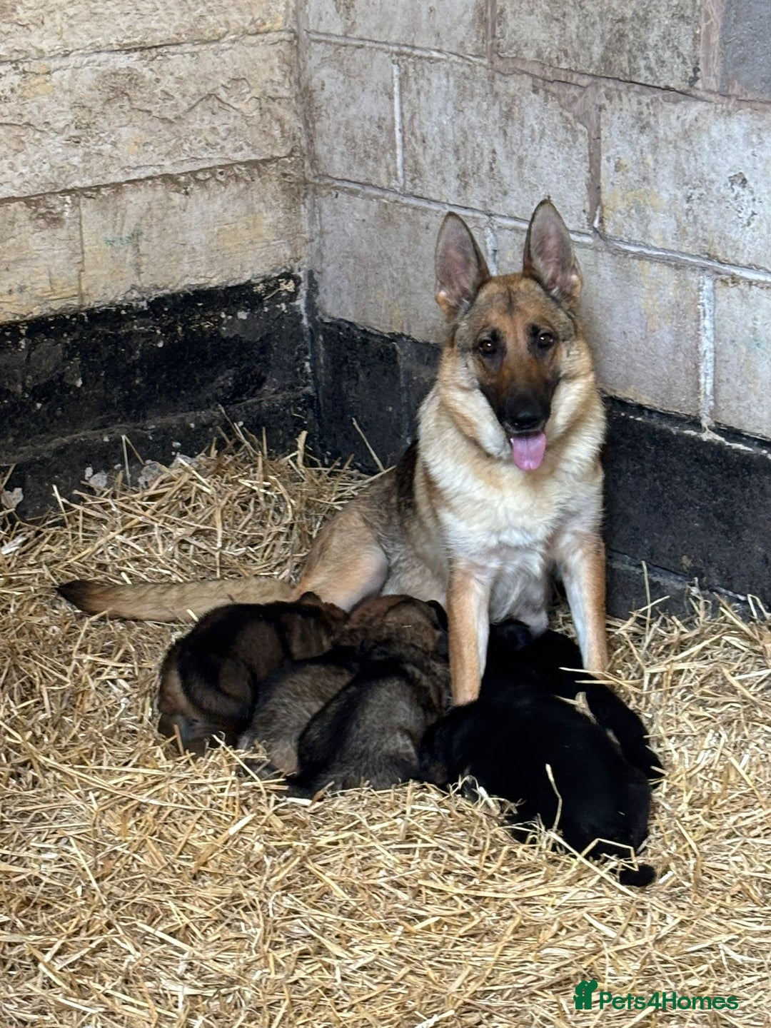 German Shepherd dogs for sale: Iris - Forever Home Needed - Image 4