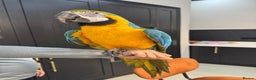 Macaws birds for sale: Tame and Talking Blue & Gold Macaw. - Advert 2