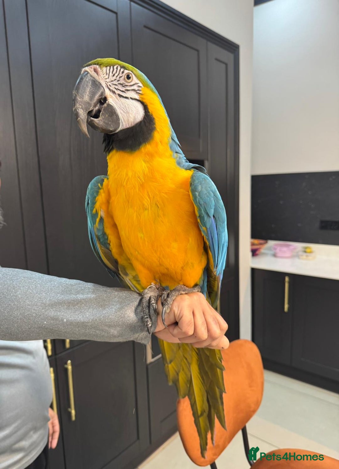 Macaws birds for sale: Tame and Talking Blue & Gold Macaw. - Advert 2