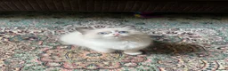 Ragdoll cats for sale: Beautiful baby girl ragdoll  - Advert 12