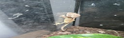 Gecko reptiles for sale: Crested baby gecko - Advert 2