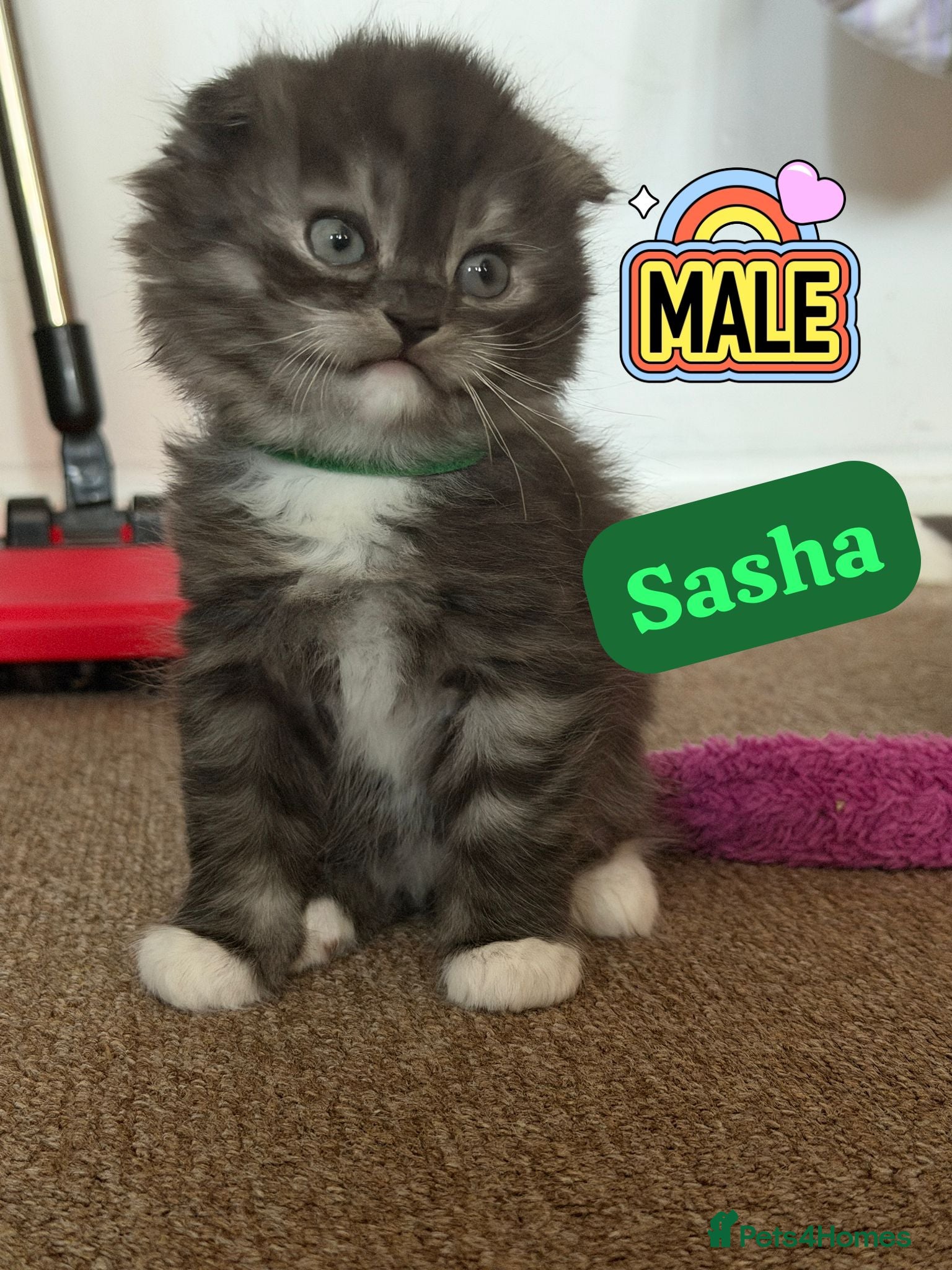 Mixed Breed cats GORGEOUS British ShortHair&Scottish Fold Kittens - Advert 6