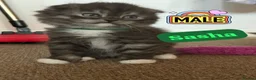 Mixed Breed cats for sale: GORGEOUS British Shorthair& ScottishFold Kittens - Advert 2