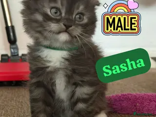 Mixed Breed cats GORGEOUS British ShortHair&Scottish Fold Kittens - Advert 5