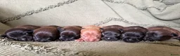 Patterjack dogs for sale:  patterjack puppies  - Advert 1