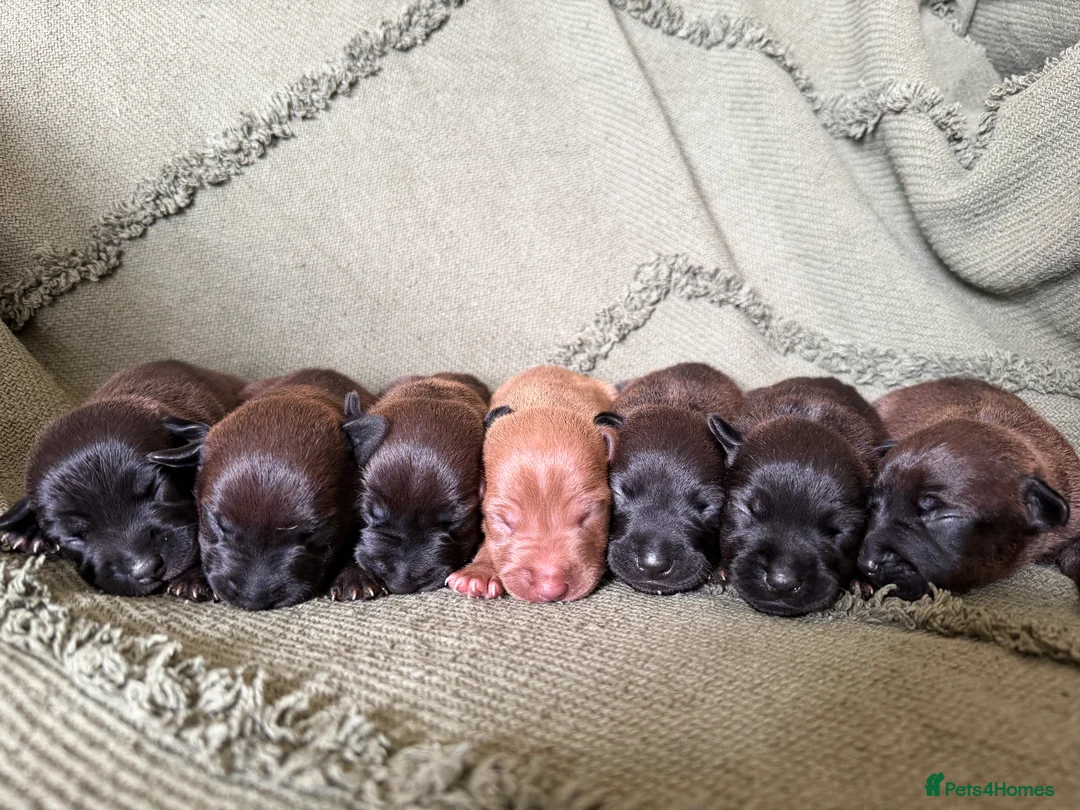 Patterjack dogs for sale:  patterjack puppies  - Advert 1