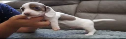 Miniature Dachshund dogs for sale: KC PIEBALD MINIATURE DACHSHUNDS in Birkenhead - Advert 17