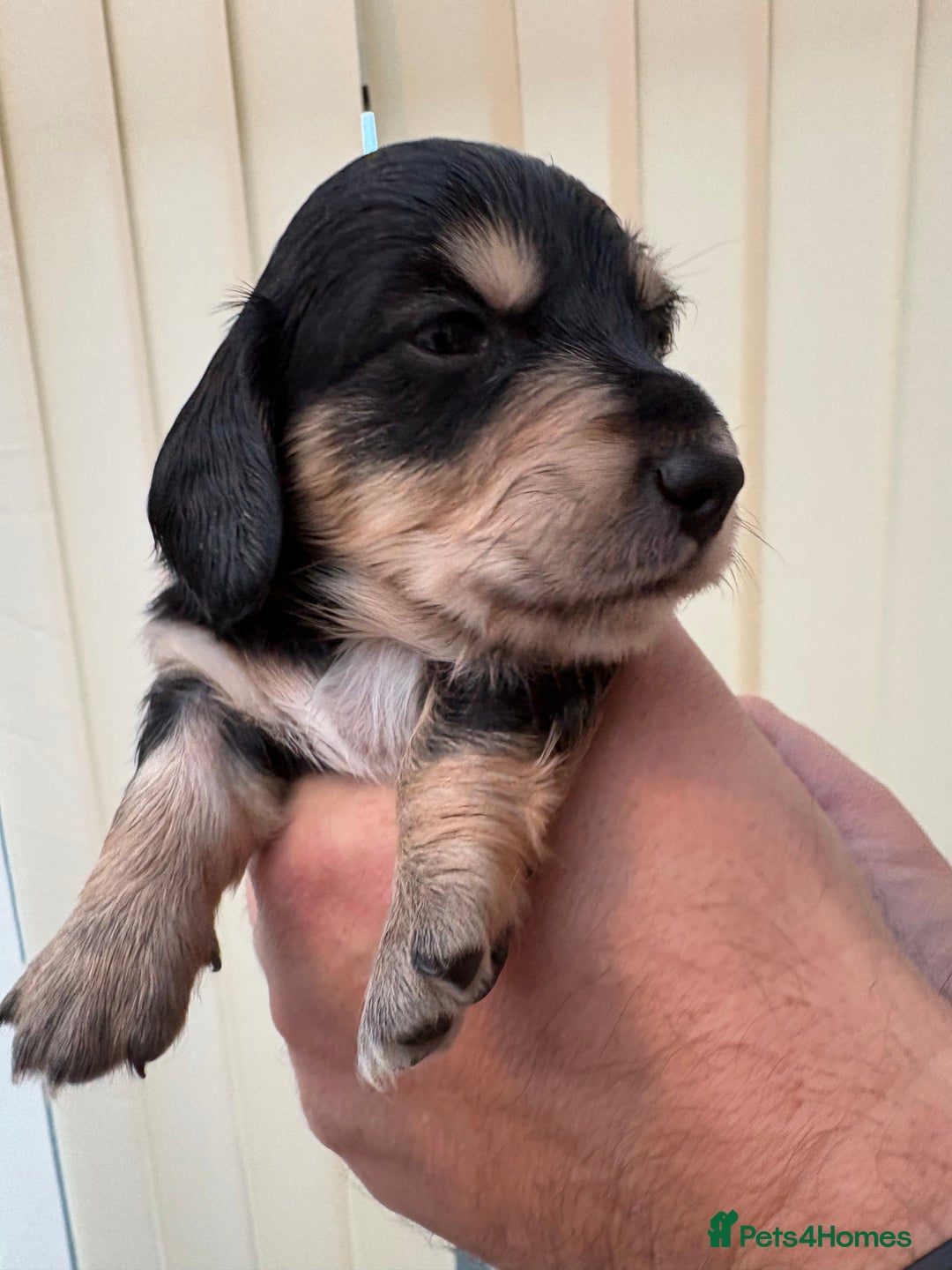 Miniature Dachshund dogs for sale: Stunning litter of Mini Long Haired Dachshunds - Advert 6