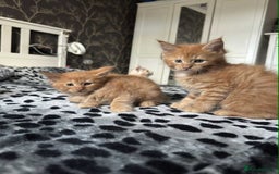 Maine Coon cats for sale: BEAUTIFUL FULL MAINE COON KITTENS AVAILABLE NOW 🐱 - Advert 21