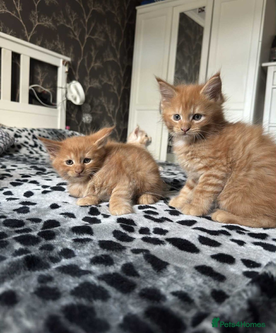Maine Coon cats for sale: BEAUTIFUL FULL MAINE COON KITTENS AVAILABLE NOW 🐱 - Advert 21