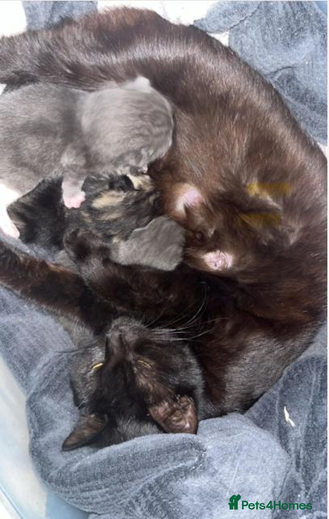 British Shorthair cats for sale: Kitten  - Image 5