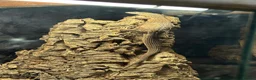 Monitor reptiles for sale: Adult proven breeder trio of ackie monitors  in Crook - Advert 3