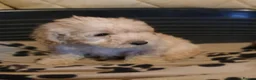Cavapoo dogs for sale: Cavapoo F1b puppies  - Advert 23