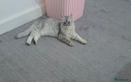 Persian cats for sale: silver chinchilla persian male - Image 4