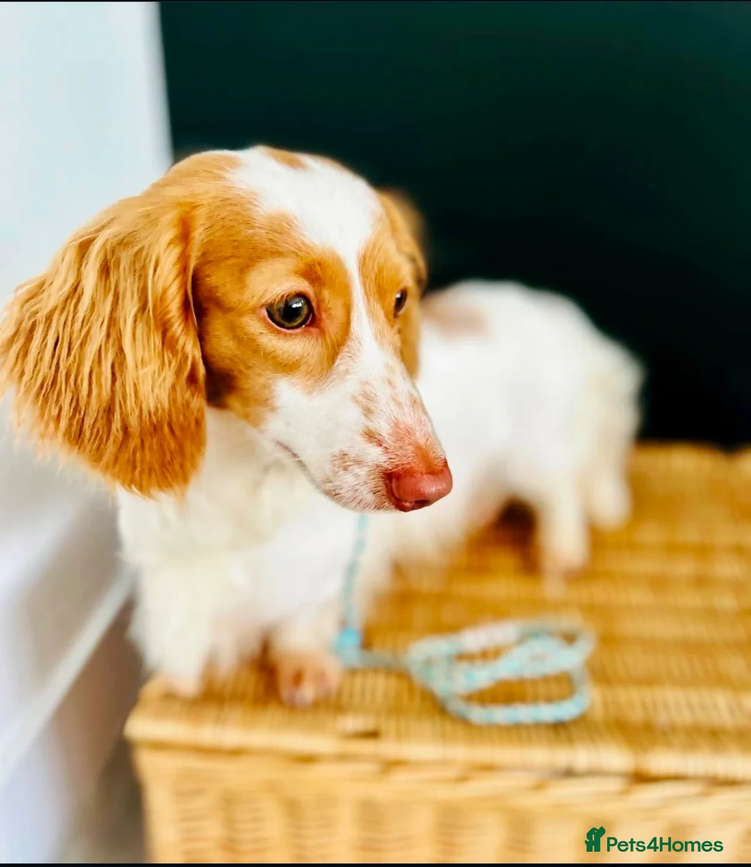 Miniature Dachshund dogs for sale: Piebald Adult Male  - Advert 1
