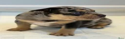 American Bully dogs for sale: Quality American Pocket Bully Pups - Advert 14