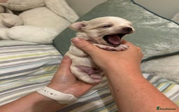 Chihuahua dogs for sale: Cream and white Longcoat KC reg reg boy  - Image 6