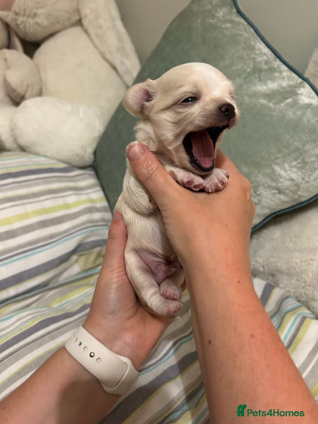 Chihuahua dogs for sale: Cream and white Longcoat KC reg reg boy  - Image 6