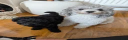 Toy Poodle dogs for sale: Asian toy poodle - Advert 2