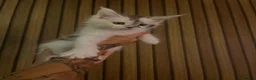 Maine Coon cats for sale: Maine Coon kittens in Cupar - Advert 8