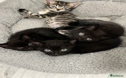 Mixed Breed cats for sale: 4 kittens looking for their forever homes  - Image 1