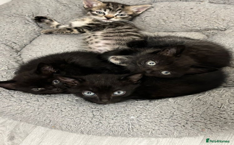 Mixed Breed cats - Advert 5