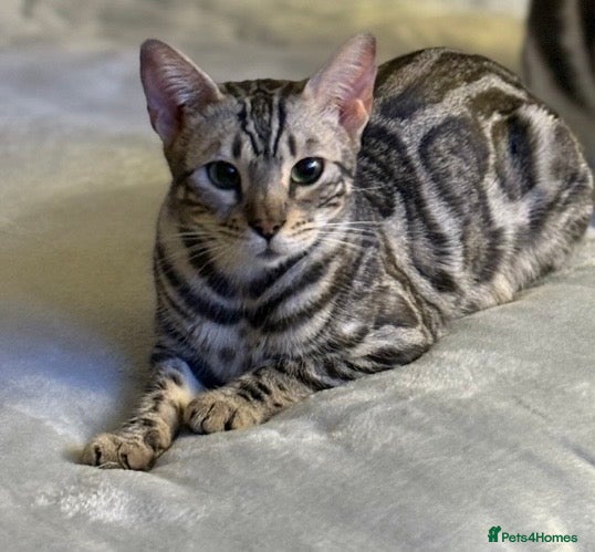 Bengal cats Adorable Bengals Looking for Forever Homes🐈‍⬛ - Advert 3