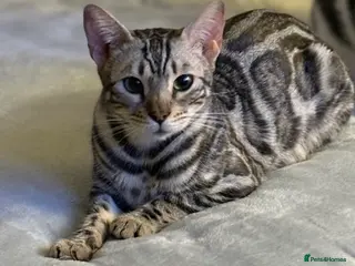 Bengal cats Adorable Bengals Looking for Forever Homes🐈⬛ - Advert 1