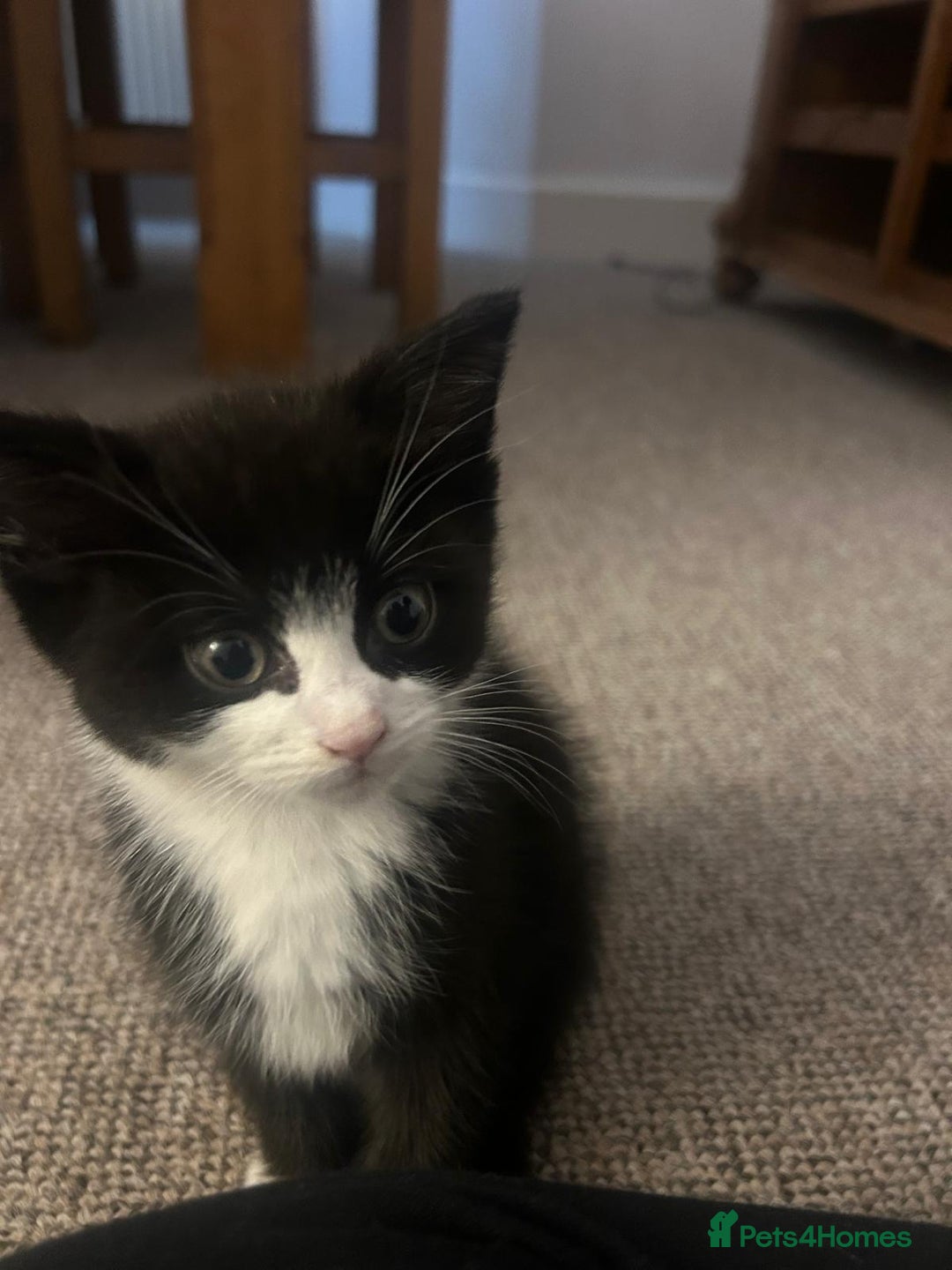 British Shorthair cats for sale: Beautiful kittens for sale - Advert 3