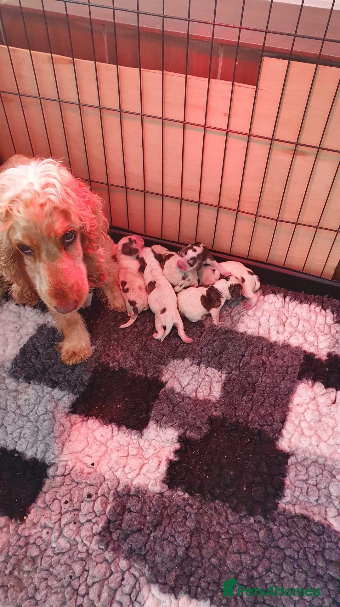 Cocker Spaniel dogs for stud: DNA health tested KCd cocker at stud in Alston - Advert 11