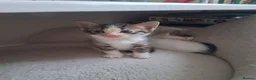 Mixed Breed cats for sale: 6 Gorgeous kittens - Advert 12
