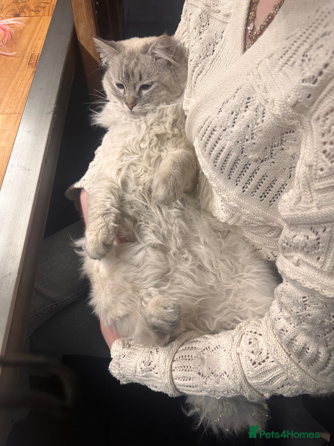 Ragdoll cats for sale: Gorgeous male ragdoll for sale  - Image 8