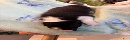 Border Collie dogs for sale: Boarder Collie puppies looking for active homes in Worcester - Advert 12