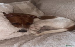 Jack Russell dogs for sale: Brother and sister Jack russels - Image 6