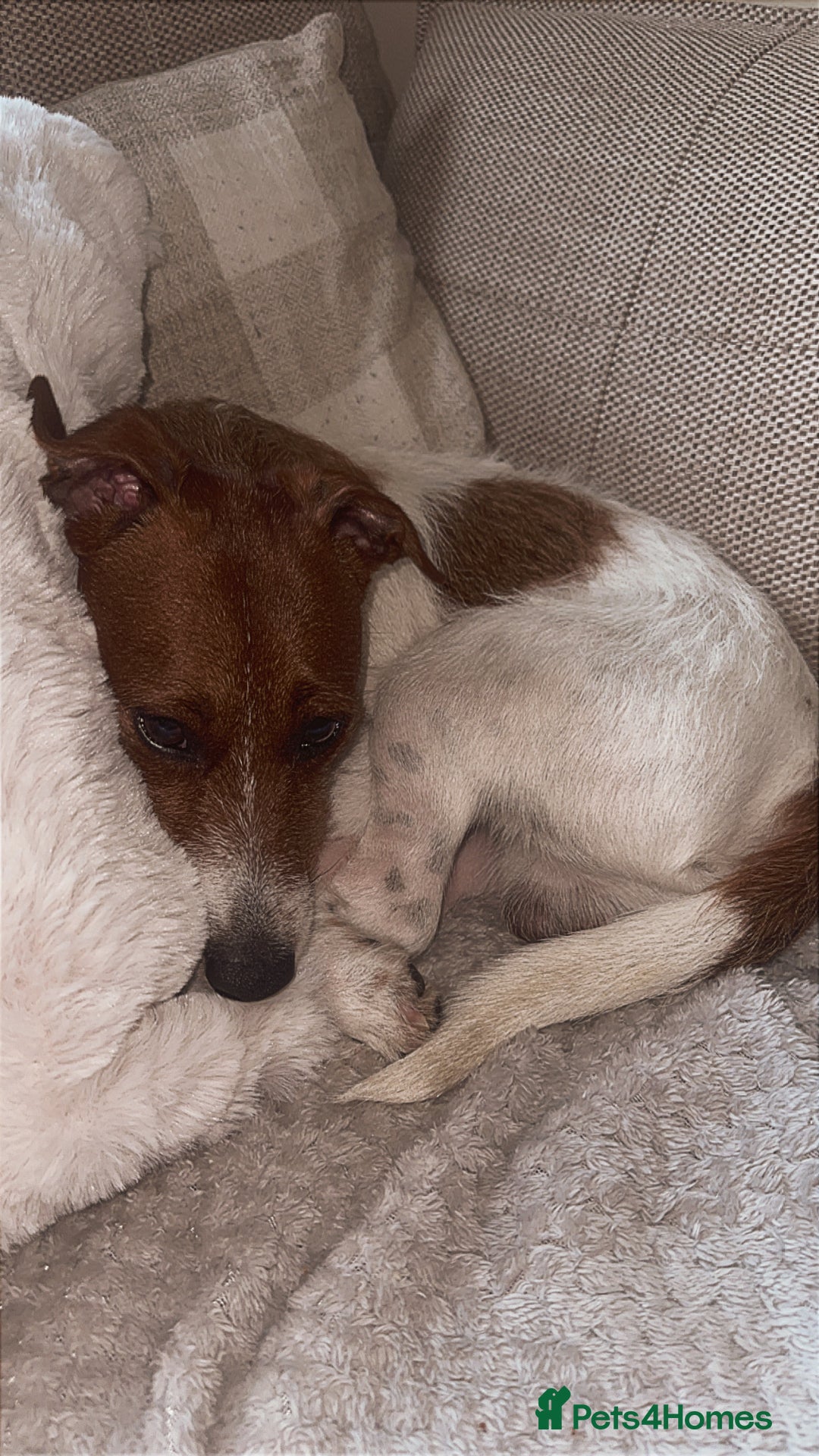 Jack Russell dogs for sale: Brother and sister Jack russels - Image 6