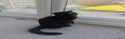 Russian Blue cats for sale: Russian blue Scottish fold mix stunning breed  - Advert 4