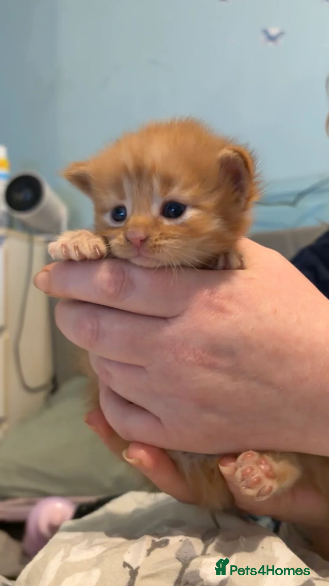 Maine Coon cats for sale: Maine coon cross kittens - Advert 5