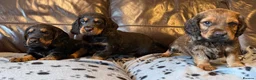 Cocker Spaniel dogs for sale: 3 male cocker spaniel pups for sale - Advert 3