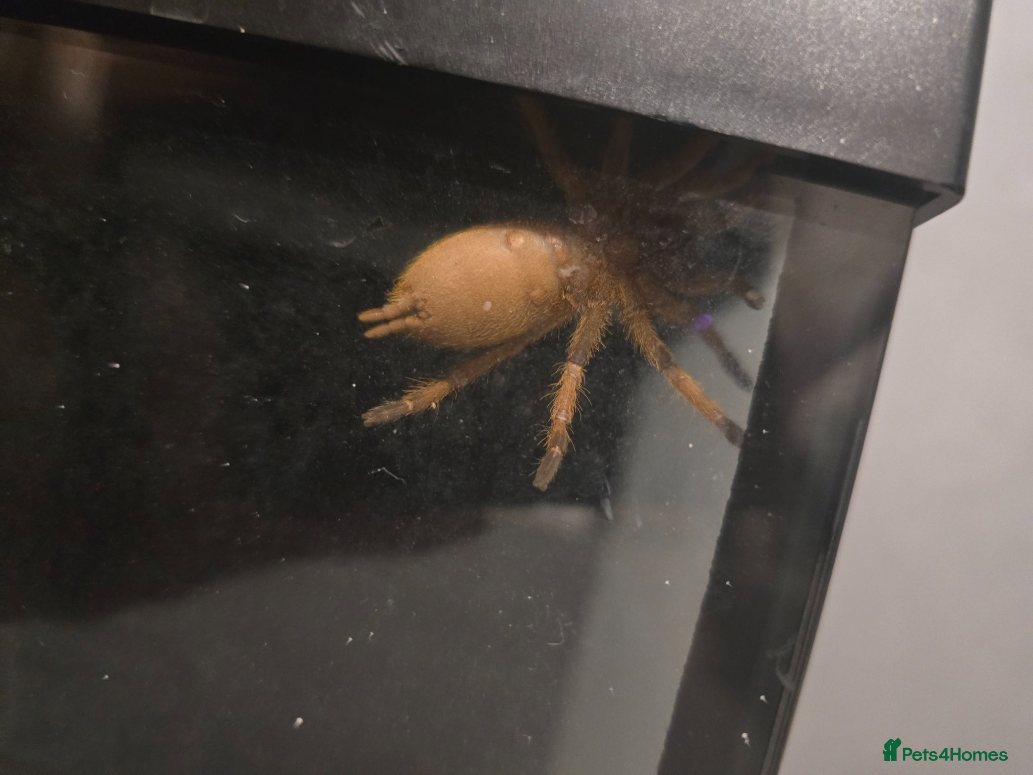 Tarantulas invertebrates 2 year old Asian fawn tarantula  - Advert 6