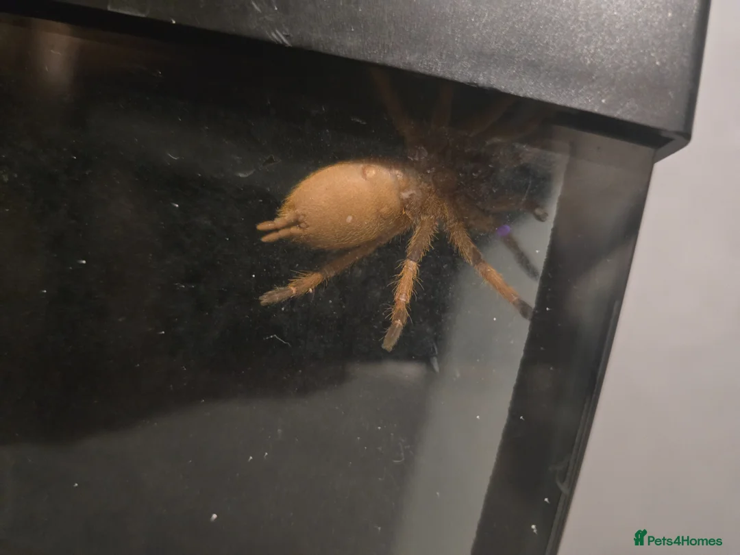 Tarantulas invertebrates for sale: 2 year old Asian fawn tarantula  - Advert 1