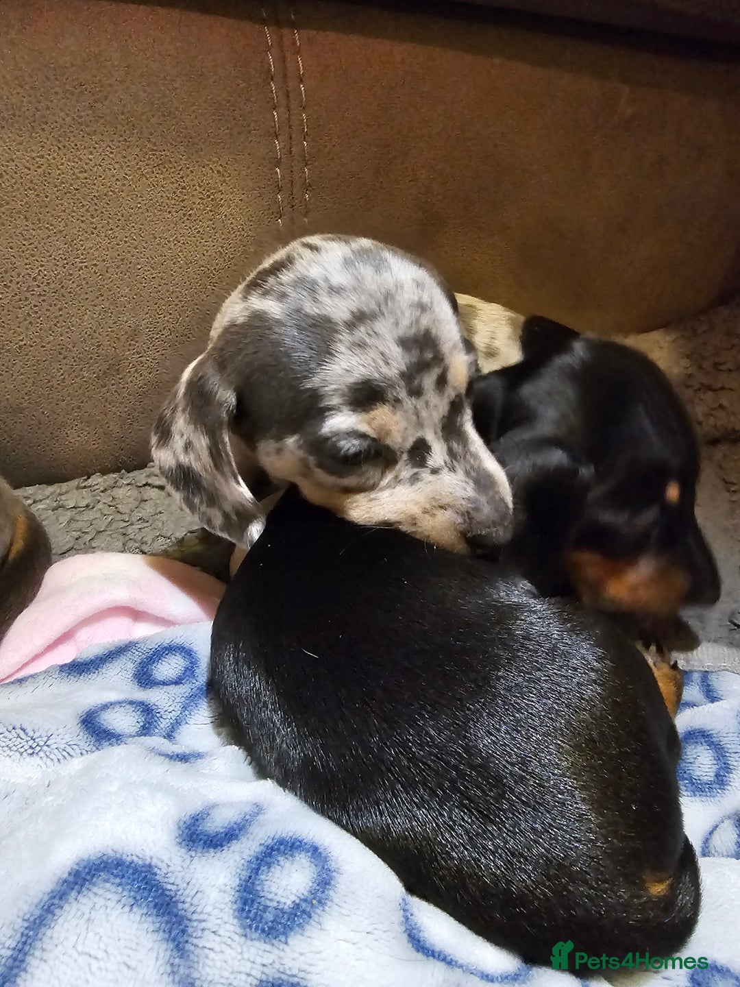 Miniature Dachshund dogs for sale: Beautiful miniature dachshund pups - Advert 16