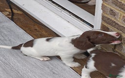 English Springer Spaniel dogs for sale: ESS girl puppies  - Image 16