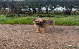 Border Terrier dogs for stud: Border terrier stud dog  - Image 3