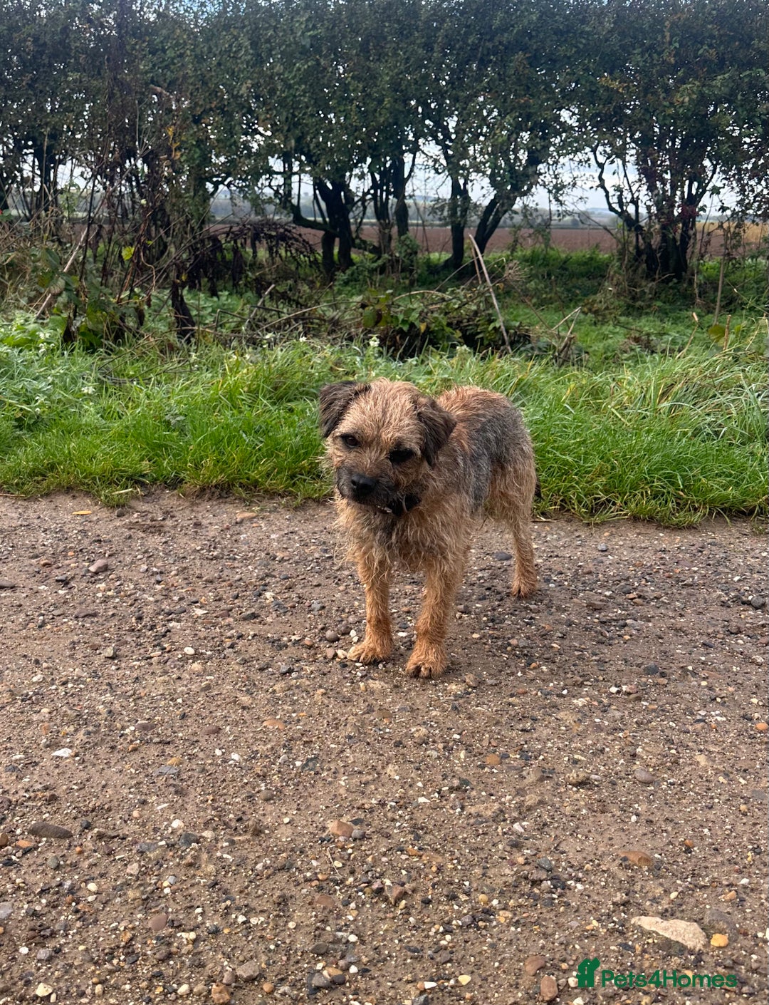 Border Terrier dogs for stud: Border terrier stud dog  - Image 3