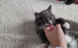 Ragdoll cats for sale: Kittens ready now! - Image 3
