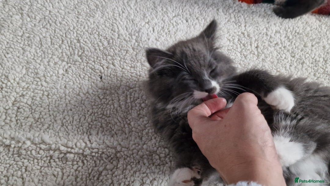 Ragdoll cats for sale: Kittens ready now! - Image 3