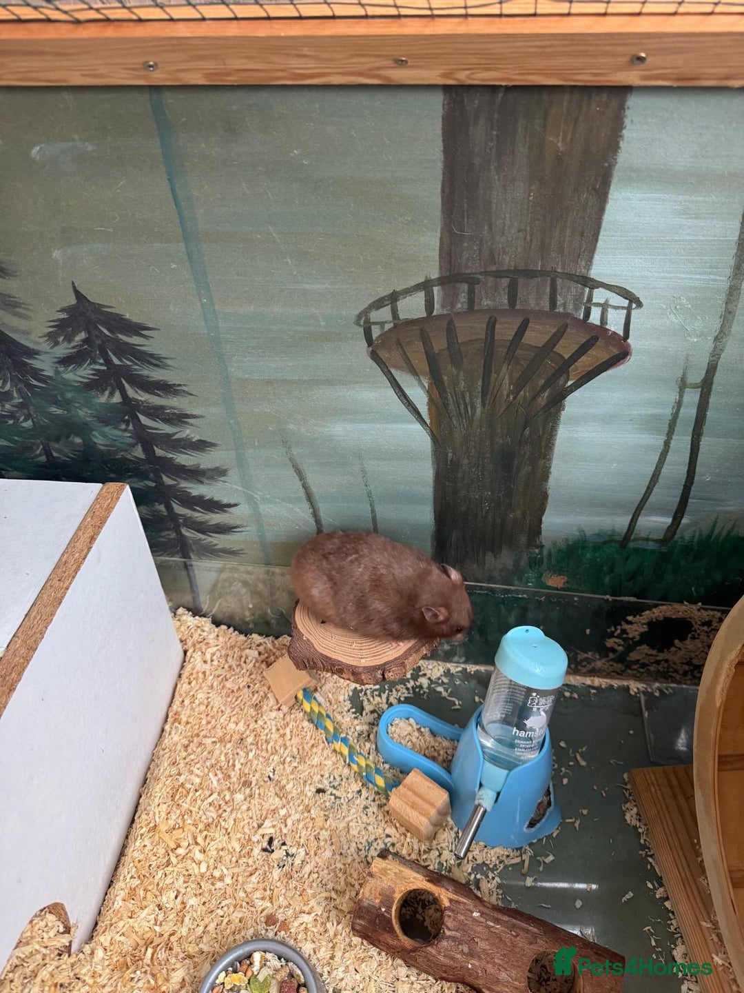 Hamster rodents for sale: Siberian hamster with homemade house - Advert 4