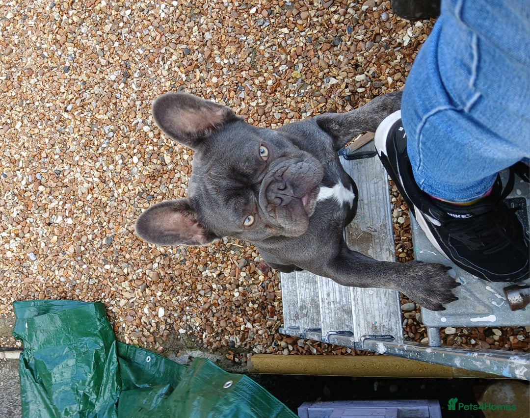French Bulldog dogs for stud: French bulldog for stud - Advert 12
